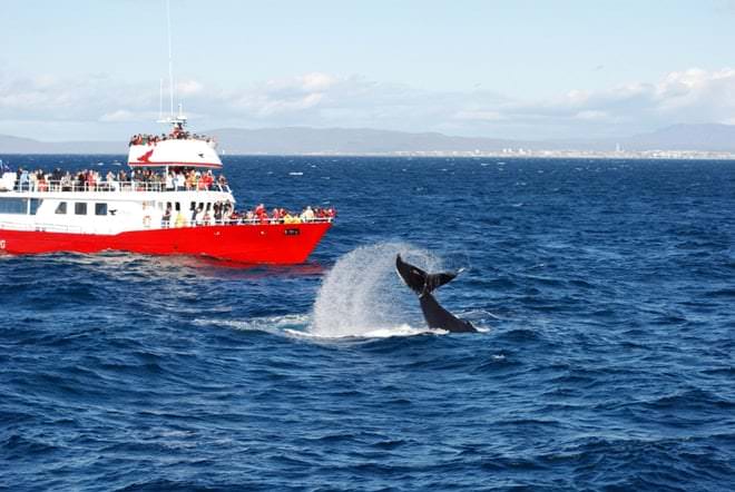 GOLDEN CIRCLE AND WHALE WATCHING