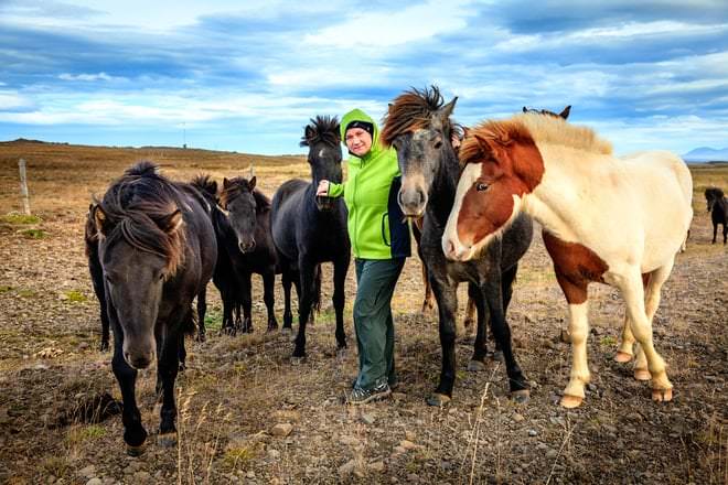GOLDEN CIRCLE AND HORSES