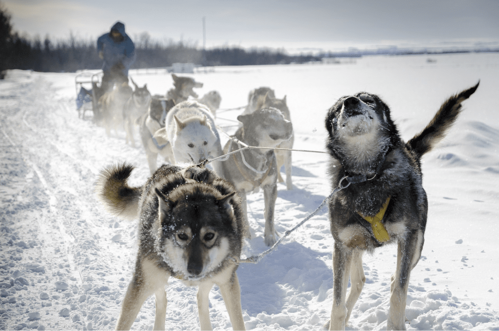 Dog Sledding